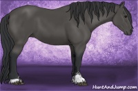 Horse Color:Black Sabino 