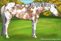 Horse Color:Buckskin Sabino Rabicano 