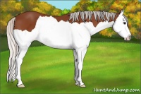 Horse Color:Silver Bay Splash 