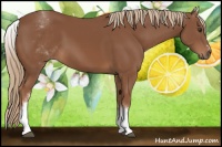 Horse Color:White Spotted Chestnut Sabino 