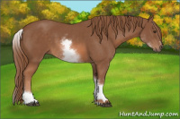 Horse Color:White Spotted Chestnut Sabino