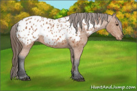 Horse Color:Bay Appaloosa 