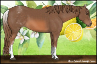 Horse Color:White Spotted Chestnut Sabino