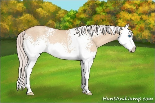Horse Color: White Spotted Silver Classic Champagne Dun Splash Rabicano 