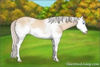 Horse Color:White Spotted Silver Classic Champagne Dun Splash Rabicano 