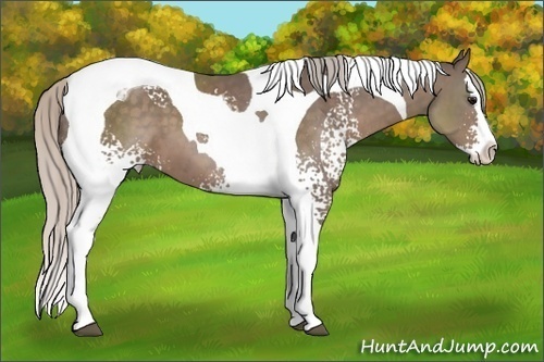 Horse Color: White Spotted Silver Black Splash Tobiano 