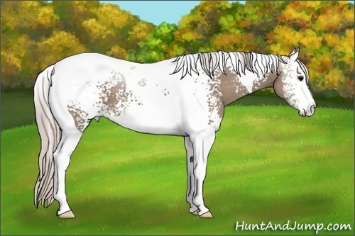 Horse Color: White Spotted Silver Grullo Tobiano 