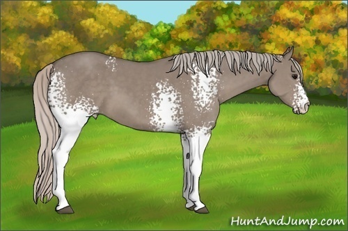 Horse Color: White Spotted Silver Grullo Sabino 