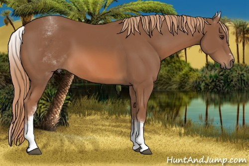 Horse Color: White Spotted Chestnut Sabino 