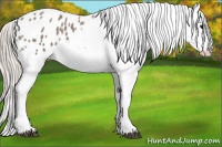 Horse Color:Silver Grullo Appaloosa 