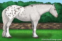 Horse Color:Silver Black Blanket Rabicano 