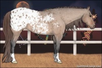 Horse Color:Bay Dun Appaloosa 