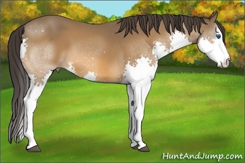 Horse Color: Buckskin Splash 
