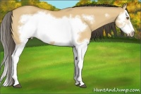 Horse Color:Buckskin Dun Splash Frame 