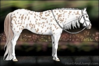 Horse Color:Red Dun Appaloosa 