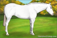 Horse Color:Liver Chestnut Near Fewspot 