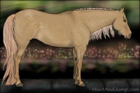 Horse Color:Chocolate Palomino Dun Sabino 