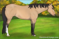 Horse Color:Unknown 