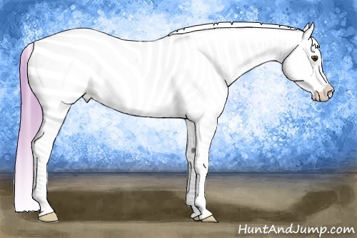 Horse Color: Watercolor Buckskin Blanket 