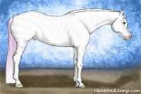 Horse Color:Watercolor Buckskin Appaloosa 