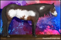 Horse Color:Buckskin Frame 