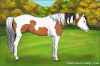 Horse Color:Bay Splash Tobiano 