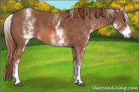 Horse Color:White Spotted Chestnut Sabino 