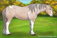 Horse Color:Bay Splash Tobiano Blanket 