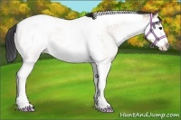 Horse Color:White Spotted Bay Splash Tobiano