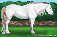 Horse Color:Buckskin Dun Sabino Leopard Rabicano 