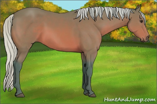 Horse Color: Watercolor Silver Brown 
