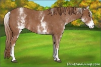 Horse Color:White Spotted Chestnut Sabino 