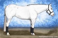 Horse Color:White Spotted Smoky Black Blanket 