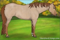Horse Color:Red Dun Roan 