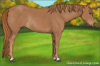 Horse Color:Chestnut Rabicano 