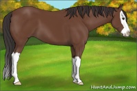 Horse Color:Bay Splash 