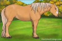 Horse Color:Chocolate Palomino 