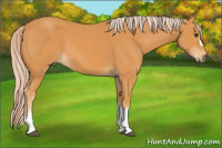 Horse Color:Chocolate Palomino 