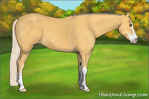 Horse Color: Palomino Sabino 