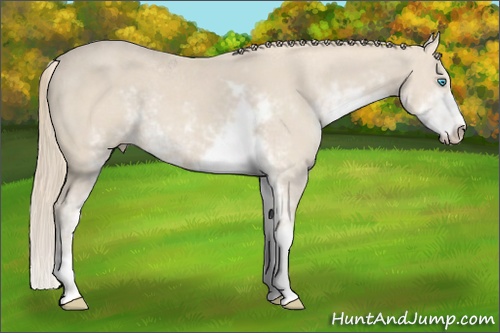 Horse Color: Smoky Creme Sabino 