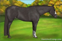 Horse Color:Smoky Black Appaloosa 