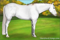 Horse Color:Chocolate Palomino Dun Sabino Splash Rabicano 