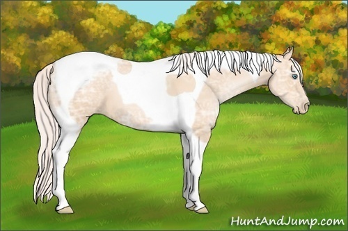 Horse Color: Silver Classic Champagne Ice Pearl Tobiano 