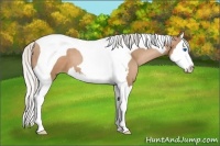 Horse Color:Silver Black Pearl Sabino Splash Tobiano 