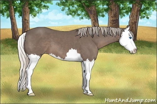 Horse Color: Silver Black Sabino Splash 