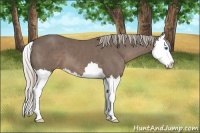 Horse Color:Silver Black Sabino Splash 