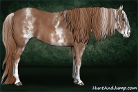 Horse Color:White Spotted Chestnut Sabino 