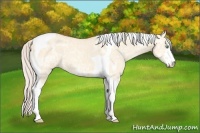 Horse Color:Silver Amber Champagne Ice Dun Sabino Tobiano 