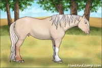 Horse Color:Silver Classic Champagne Dun Sabino Tobiano