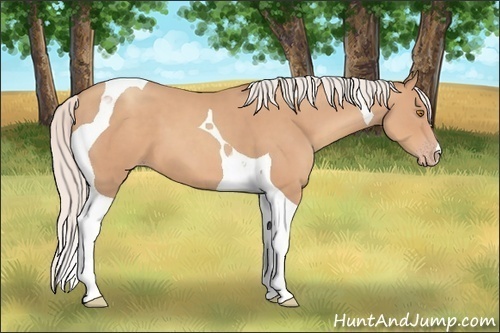 Horse Color: Silver Classic Champagne Tobiano 